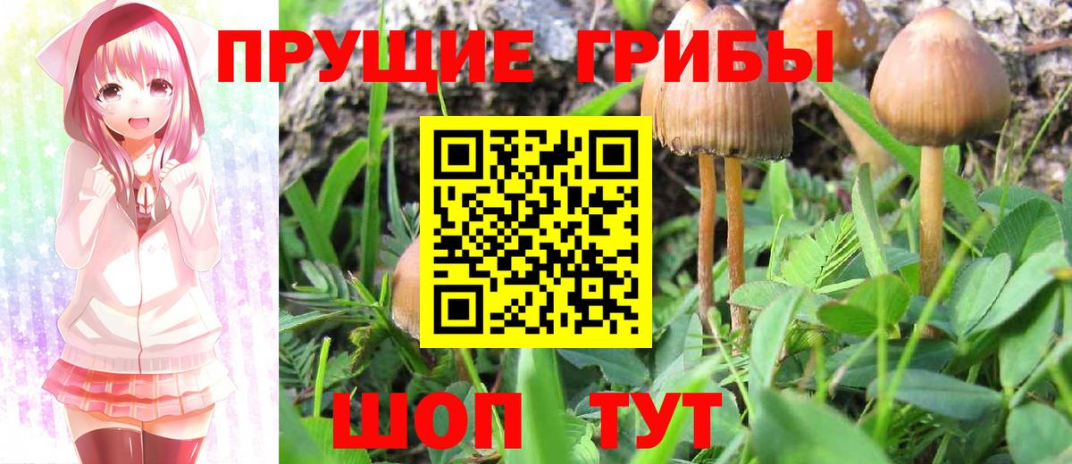 Вичуга  Псилоцибиновые грибы MAGIC MUSHROOMS  Вход с VPN 